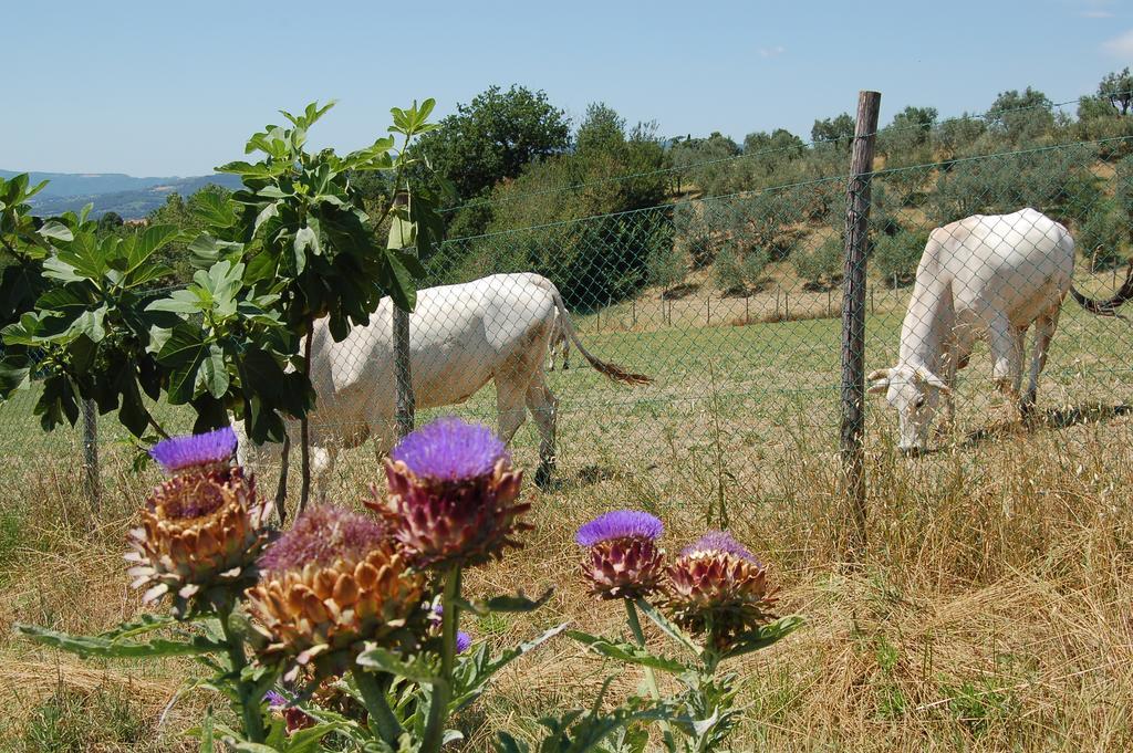 Agriturismo Casale Dei Frontini San Terenziano 외부 사진