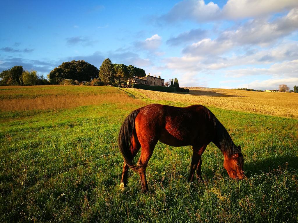 Agriturismo Casale Dei Frontini San Terenziano 외부 사진